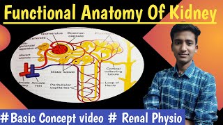 Introduction to Renal Physiology  Renal Physiology Hindi  Ashish Agrawal [upl. by Yrakaz]