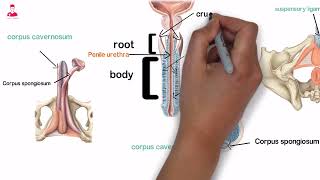 Bulbourethral Glands  Penis القضيب  غده كوبر [upl. by Aicia543]