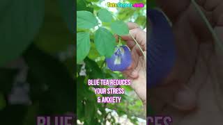 Blue Tea for Stress and Anxiety  Blue Tea for Weight Loss Blue Pea Tea to Boost Your Immune System [upl. by Ennaoj96]