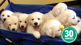 30 Minutes of the Worlds CUTEST Puppies 🐶💕 [upl. by Ataynik503]