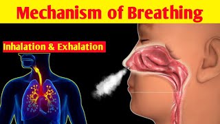 Mechanism of Breathing Animation  Phases of Breathing  Inhalation and Exhalation in UrduHindi [upl. by Christie]