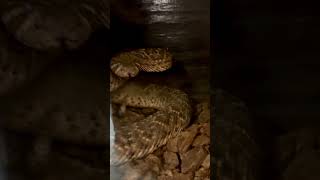 Crotalus atrox serpiente venenosa [upl. by Idnew]