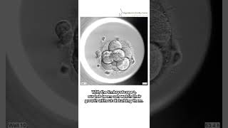 How cool is that  Watch this incredible Embryo Timelapse science ivf embryoscope [upl. by Je]