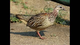 Francolinus sephaena Crested Francolin [upl. by Iarahs418]