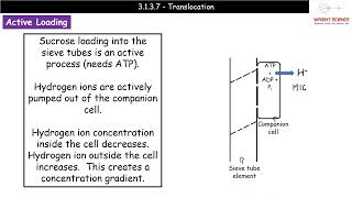 A Level Biology  3137  Translocation [upl. by Alaj]