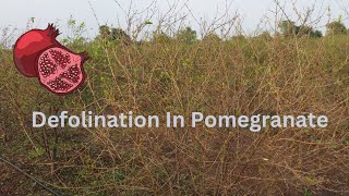 Defolination In Pomegranate  Foliar Application Of ethephon  Ethrel  pomegranate [upl. by Rufe294]