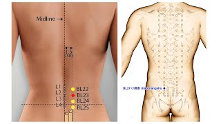 BLADDER CHANNEL OF FOOT TAIYANG BL2227 [upl. by Duke59]
