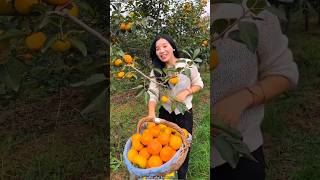 Sweet Persimmon Fruit Harvesting from Farm by Rural Farmer🍊🍑🍊🍑🍎🍅 shorts satisfying youtubeshorts [upl. by Elirpa367]