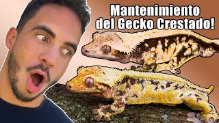 Como Cuidar a un Gecko Crestado 15 años de experiencia [upl. by Akem660]