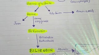 Bilirubin metabolism [upl. by Assirim2]