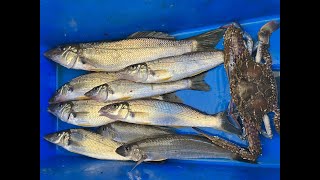 NERANG RIVER WHITING FISHING 1ST SEPTEMBER 2023 [upl. by Oatis759]