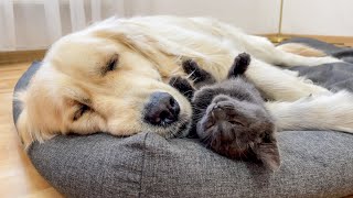 Adorable Kitten Cant Sleep Without His Golden Retriever Friend [upl. by Oetomit]