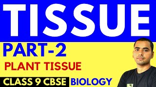 TISSUE PART2  PLANT TISSUE [upl. by Socem663]