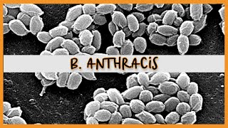 Bacillus Anthracis [upl. by Lyndon]