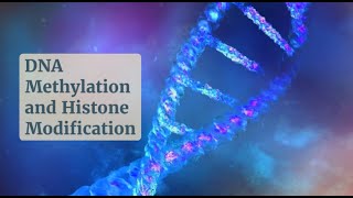 Gene Regulation 101 DNA Methylation and Histone Modifications Uncovered [upl. by Engedi467]