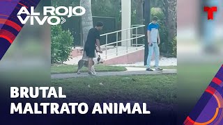 Arrestan a un sujeto que fue captado golpeando a un perro en Florida [upl. by Aman29]