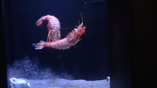 【大王鬼神海老】新種！つぶらな瞳のダイオウキジンエビ おまけ映像：ゴジラエビ [upl. by Haerdna511]