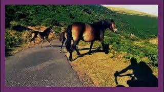 Cycle Descent  Countisbury Common to Foreland Point [upl. by Bulley]