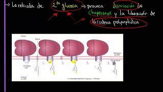 TEMA 103 Orgánulos que participan en síntesis degradación de macromoléculas [upl. by Herrmann]