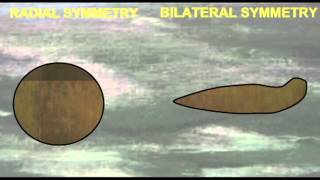 PL1 RADIAL VS BILATERAL SYMMETRY [upl. by Dnomyar162]