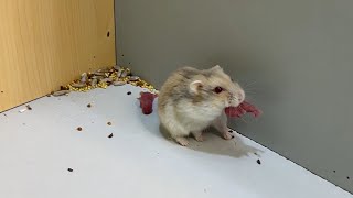 Cute Hamster Mother hamsters bring baby hamsters to the food store prepared before birth [upl. by Ahseen]