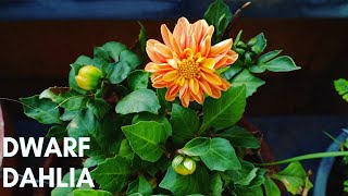 How To Grow Beautiful Dwarf Dahlias In Containers [upl. by Phyllis318]