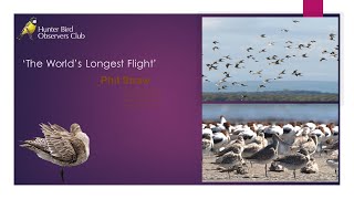 The worlds longest flight Migration of the Bar tailed Godwit Phil Straw [upl. by Anama273]