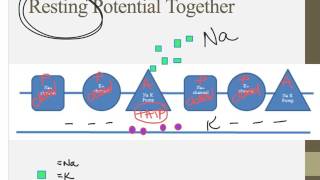 Notes for IB Biology Chapter 65 [upl. by Anielram46]