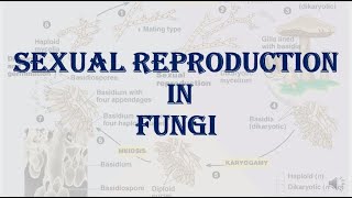 PlantBiodiversitySexual Reproduction in Fungi [upl. by Annoynek625]