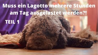 Lagotto Romagnolo muss er mehrere Stunden am Tag ausgelastet werden [upl. by Koss]