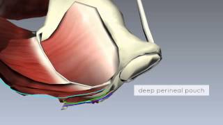 Pelvic Floor Part 2  Perineal Membrane and Deep Perineal Pouch  3D Anatomy Tutorial [upl. by Nae687]