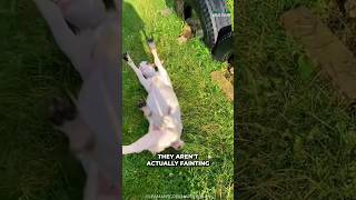 Fainting Goats  Why They Are Fainting [upl. by Serle30]