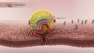 HDL amp Reverse Cholesterol Transport HD [upl. by Sheply892]