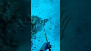 ExumaBahamas 🤙🏽🇧🇸 shortvideo bahamasislands voiceover spearfishing [upl. by Swee]