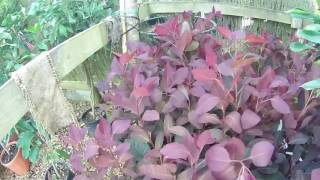 Cotinus coggygria Grace at Big Plant Nursery in West Sussex UK [upl. by Meghan]