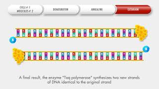 Animated conventional PCR procedure — OPERON [upl. by Rianon]