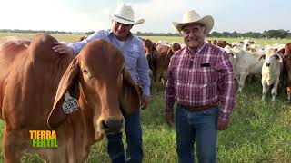 Tierra Fértil Tv Ganado de la raza Brahman desde Houston Texas  100623 [upl. by Yate]