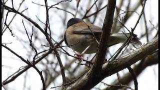 DarkEyed Junco Springtime mating call [upl. by Irrac]