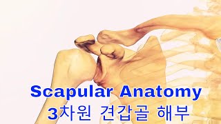 Scapular Anatomy 3차원 견갑골 해부 [upl. by Errehs]