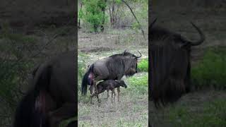 Newborn Wildebeest Takes First Steps [upl. by Ihcelek]