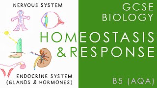 HOMEOSTASIS amp RESPONSE  GCSE Biology AQA Topic B5 [upl. by Feledy]