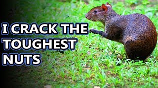 Agouti facts tougher than nuts  Animal Fact Files [upl. by Sivar162]