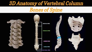 Vertebral Column Anatomy and Bones  Cervical Thoracic Lumber Sacral Coccygeal Spine   Lec 6 [upl. by Rutherfurd]