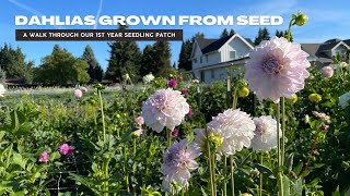 A Walk Through The First Year Dahlia Seedling Patch  Dahlias Grown From Seed [upl. by Leatrice]