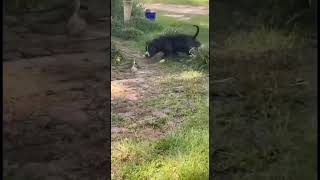 Shorts pitbull contra serpente Pitbull vs Snake dangerous [upl. by Maryly]