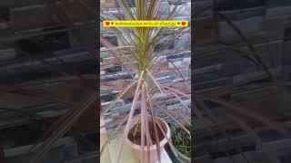 Cordyline Australisமுட்டைக்கோஸ் மரம்tricks garden கார்டிலைன் shorts [upl. by Gavin]