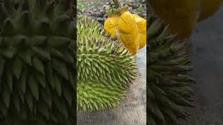 sesap durian ini aroma dan rasa beda [upl. by Yditsahc464]