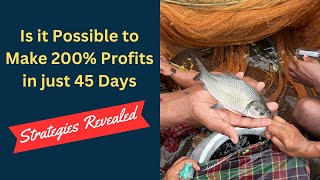 Maximising Profits in Fish Farming Business Strategies Revealed  200 Profit Just in 45 Days [upl. by Dnalevelc]