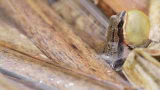 Chorus frog calling [upl. by Shelbi]