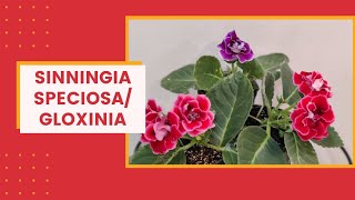 How to grow Florists Gloxinia  Sinningia Speciosa I The Practical Gardener [upl. by Ellehcor]